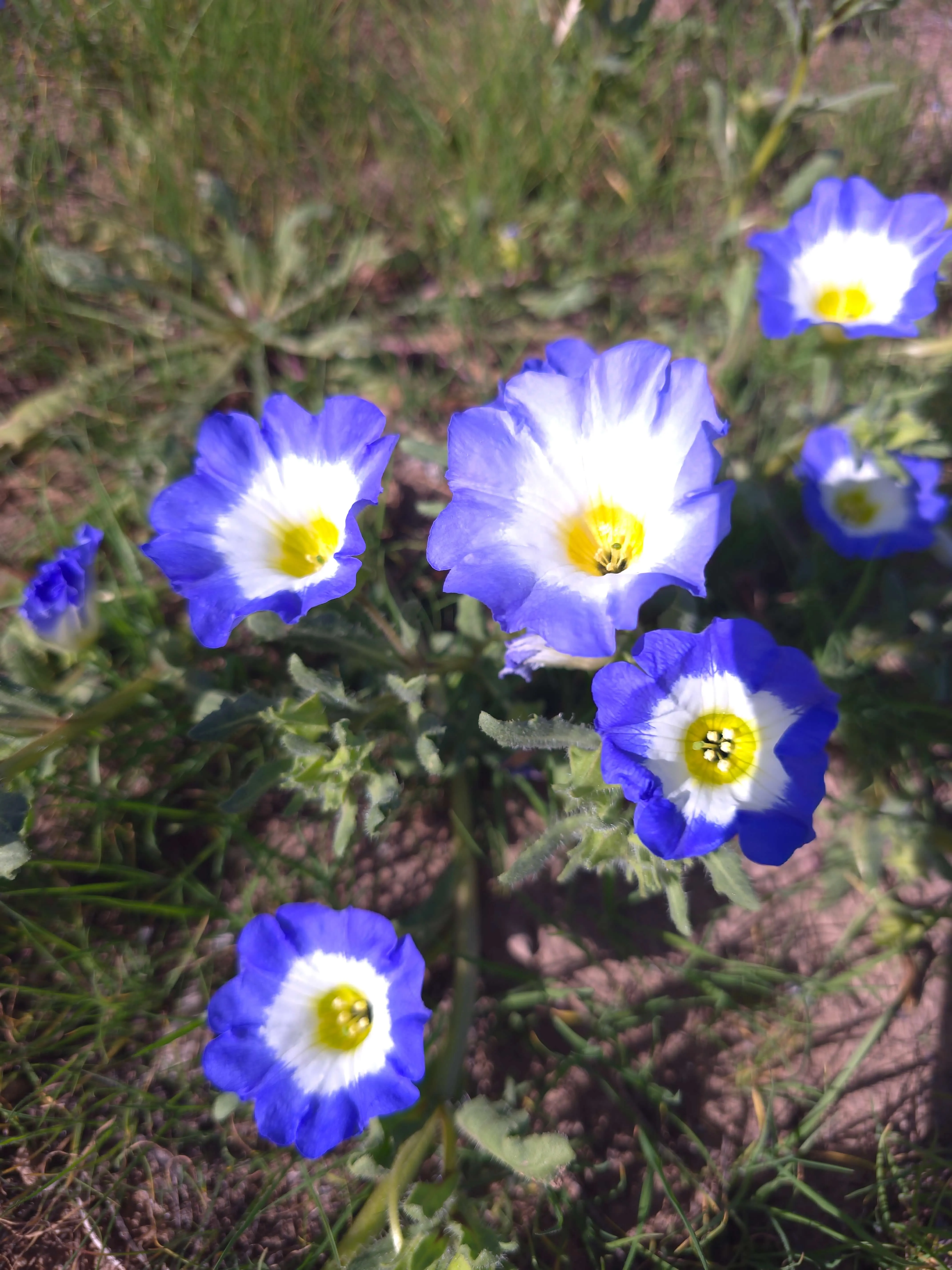 Flores azules del territorio